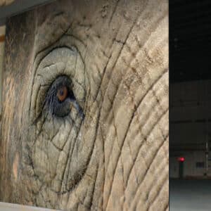 elephant doors